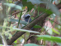Myrmoborus leucophrys