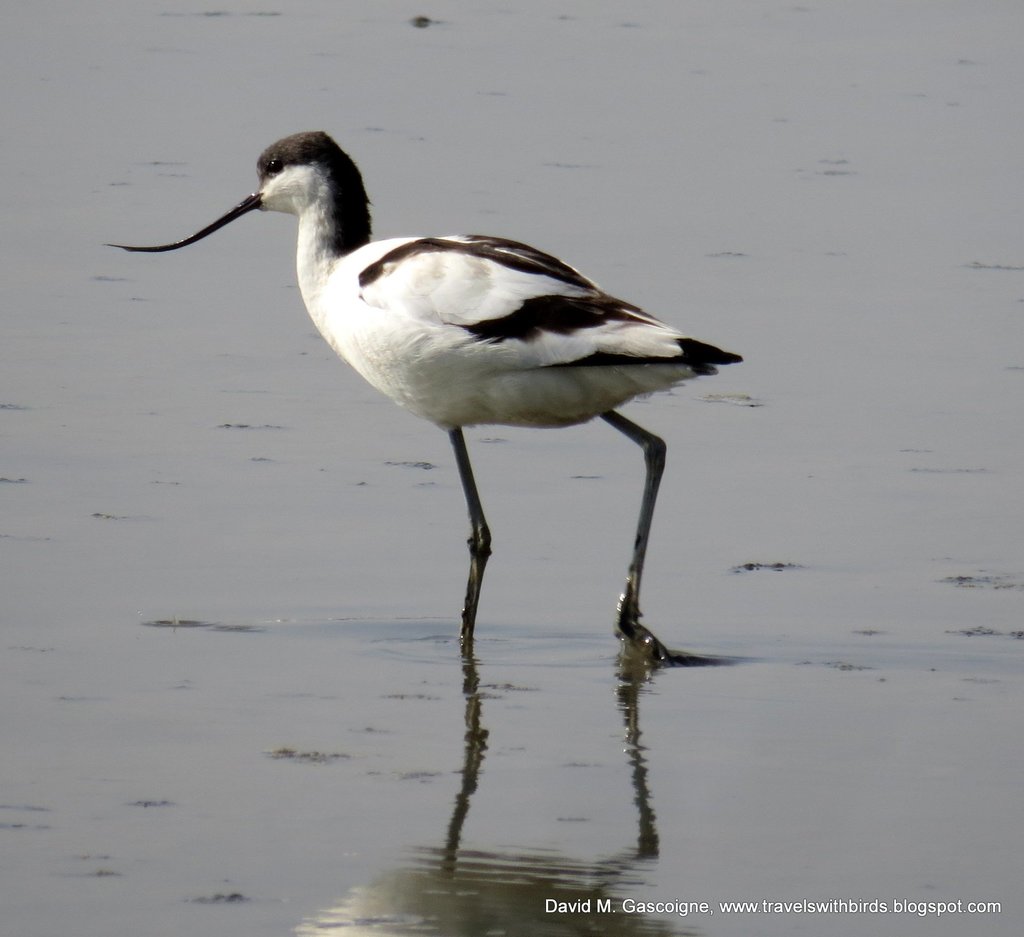 Pied Avocet from Tam Kon Chau Rd, Hong Kong on February 20, 2017 at 03: ...