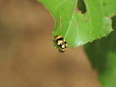 Cryptocephalus taiwanus