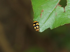Cryptocephalus taiwanus