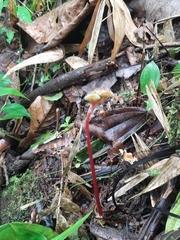 Bertolonieae
