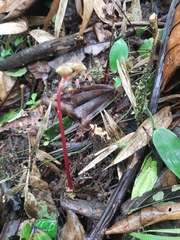 Bertolonieae