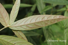 Achyranthes longifolia