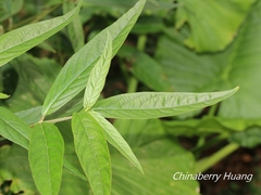 Achyranthes longifolia