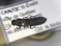 Quedius molochinus