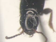 Quedius molochinus