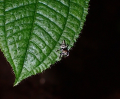 Ptocasius weyersi