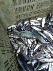 Macrobrachium rosenbergii