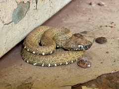 Bothrops taeniatus
