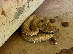 Bothrops taeniatus