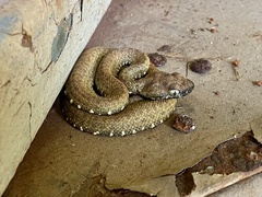 Bothrops taeniatus