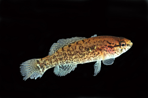 Banded Pygmy Sunfish