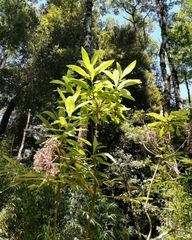 Acrisione cymosa