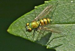 Condylostylus comatus