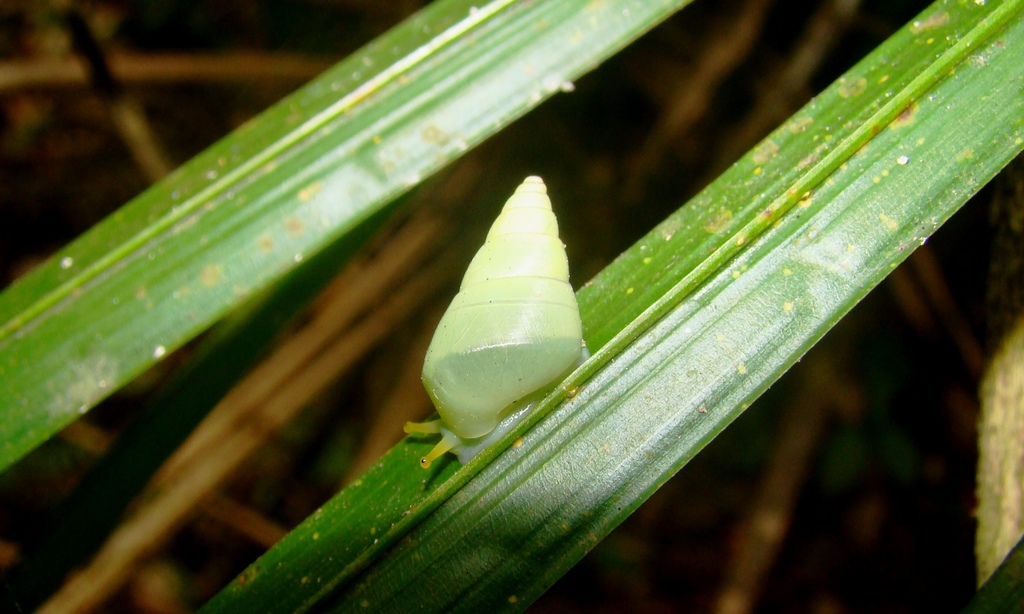 Leiostracus perlucidus