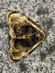 Lepidodes