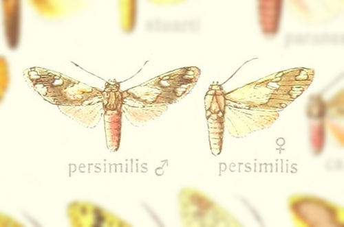 Araeomolis persimilis