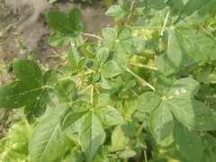 Cleome gynandra image