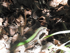 Ameiva