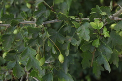 Crataegus microphylla