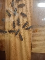 Dieuches armatipes