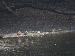 Caiman crocodilus crocodilus