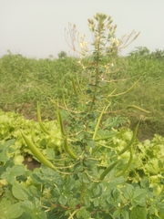 Cleome gynandra image