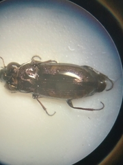 Notiophilus sylvaticus