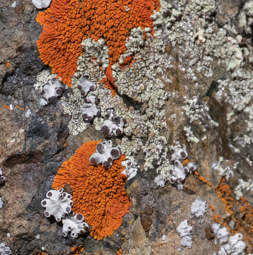 Rimmed navel lichen from mount diablo state park contra costa