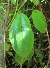 Telosma africana