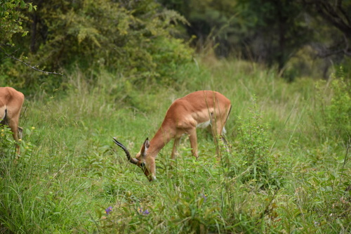 Common Impala