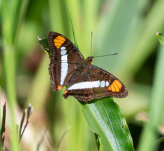 Adelpha serpa