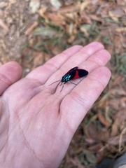 Cyanopepla scintillans