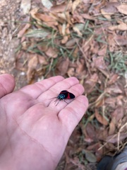 Cyanopepla scintillans