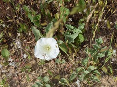 Calystegia collina