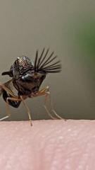 Eucharitinae