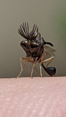 Eucharitinae
