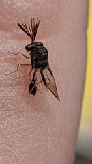 Eucharitinae