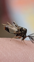 Eucharitinae