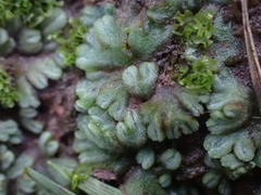Riccia subbifurca