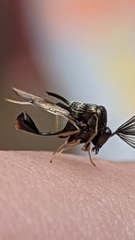 Eucharitinae