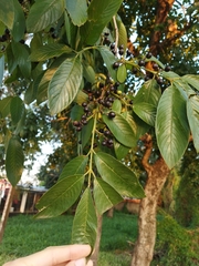 Rhamnidium elaeocarpum