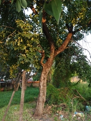 Rhamnidium elaeocarpum