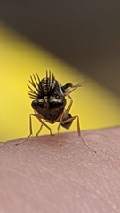 Eucharitinae