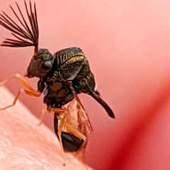 Eucharitinae