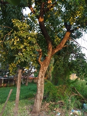 Rhamnidium elaeocarpum