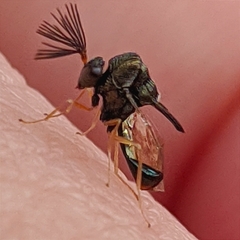Eucharitinae