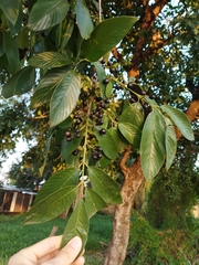 Rhamnidium elaeocarpum