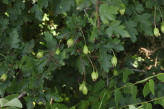 Crataegus microphylla