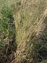 Eragrostis pectinacea pectinacea
